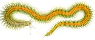 Nereis diversicolor