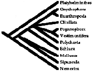 Consensus tree of the 18 minimal length trees