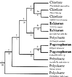 Sample of annelid part of the consensus tree