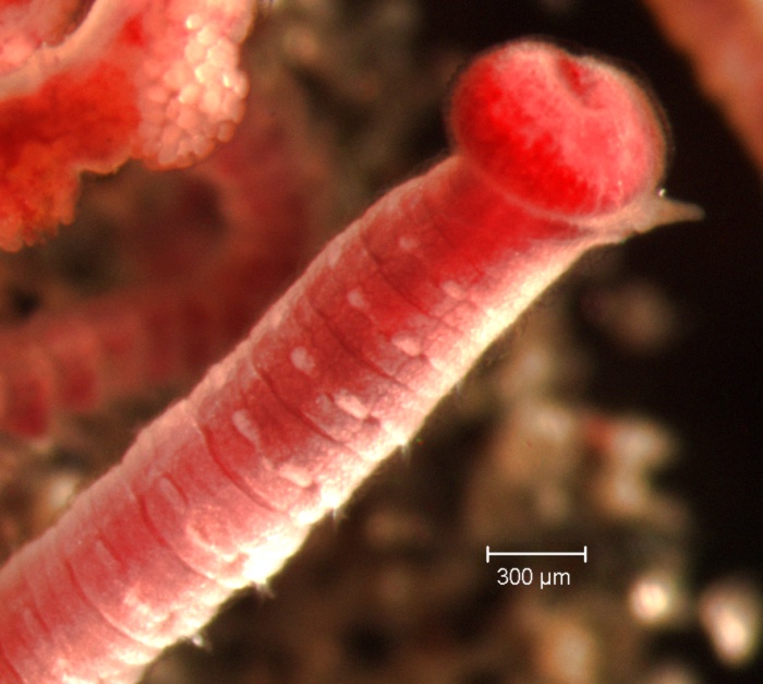 Heteromastus filiformis anterior