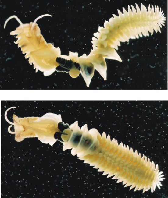 Chaetopterus Chaetopterus-A