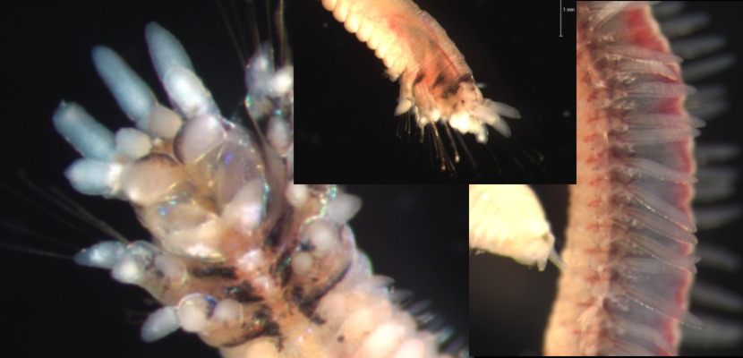 Brevibrachium maculatum