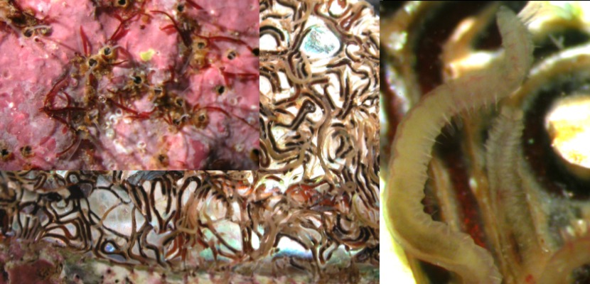 Dipolydora armata