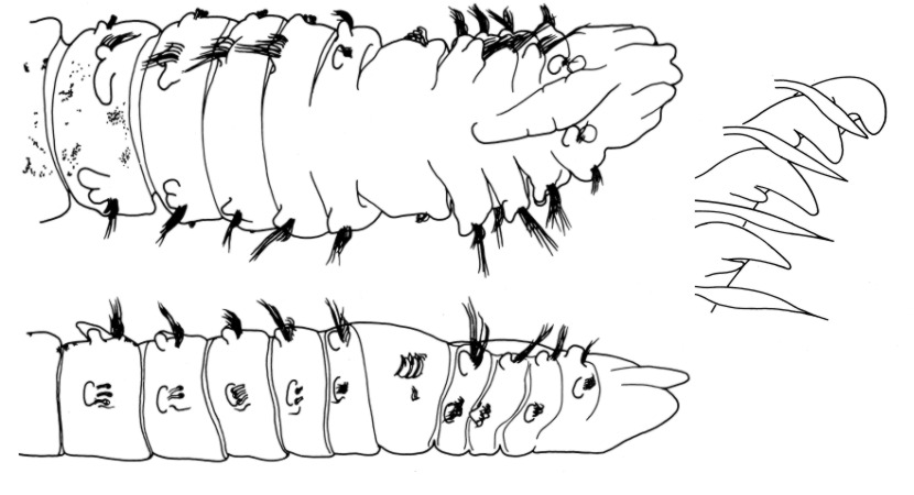 Dipolydora giardi