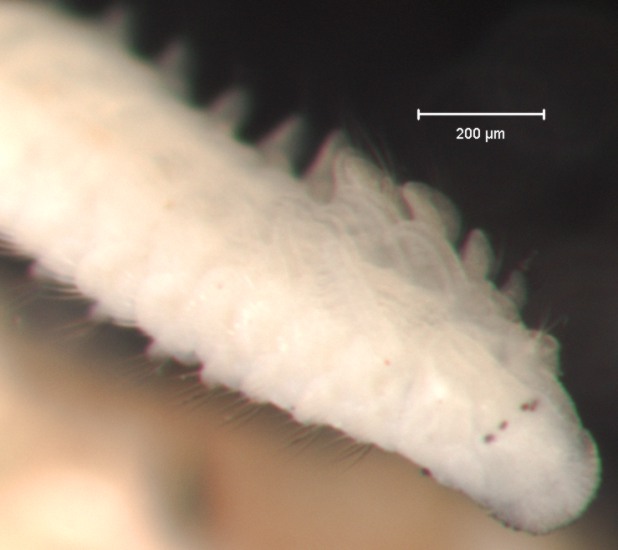 Prionospio pyramidalis