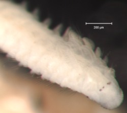 Show available picture(s) for Prionospio pyramidalis