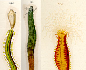 Schmarda (1861) NZ species