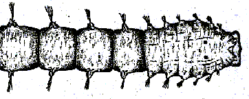 Parandalia fauveli