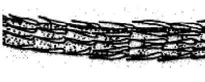 Parandalia neuroseta