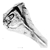 Pista dissected uncinus