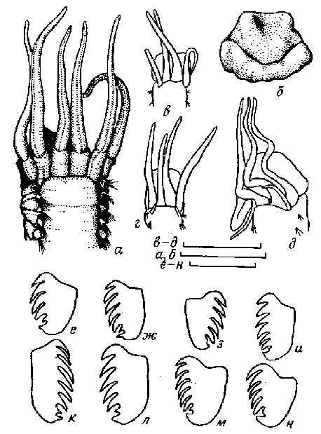 Morphology of Samythella