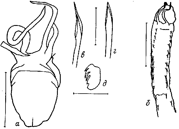 Zatsepinia Figures