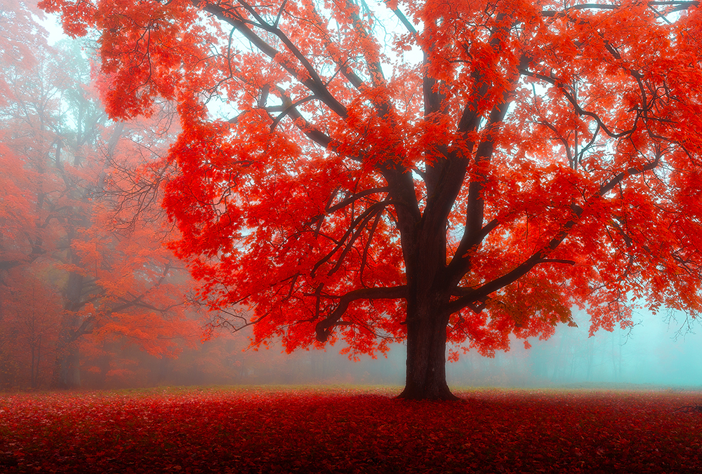 10 วิธีการใช้ทฤษฎีสีในการถ่ายภาพทิวทัศน์