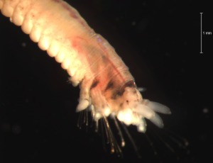 Show available picture(s) for Brevibrachium maculatum