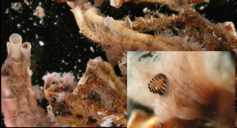 Ficopomatus enigmaticus